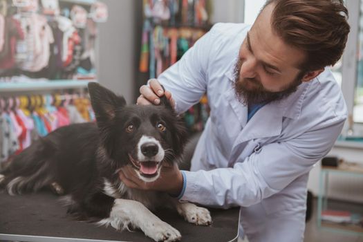 Bearded male vetrinarian examining ears of a cute happy healthy dog. Adorable dog having its ears checked by professional veterinarian doctor