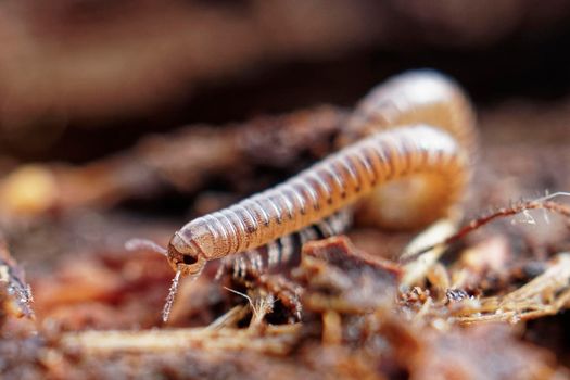 A insect moves along the forest floor.