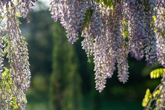 Close up view of beautiful purple wisteria blossoms hanging down from a trellis in a garden with sunlight shining from above through the branches on a sunny spring day