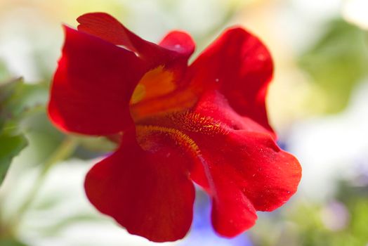 colourful red flower head in a cottage garden