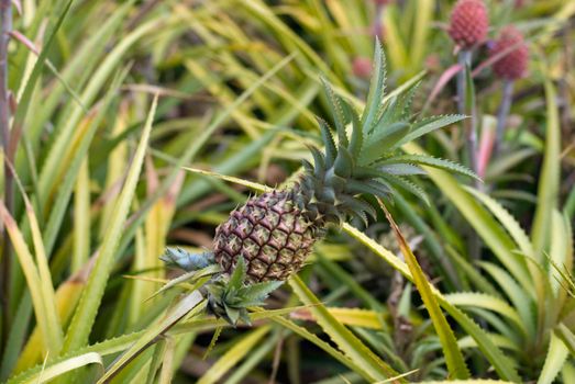 pineapple growing on a pineapple farm