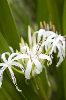 Delicate white river lily with long curling petals in a close up view from above against fresh green leaves