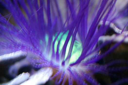 amazing colours of a sea anemone (1)