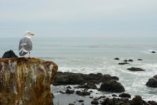 a seagull looking out to the pacific ocean off the california coast