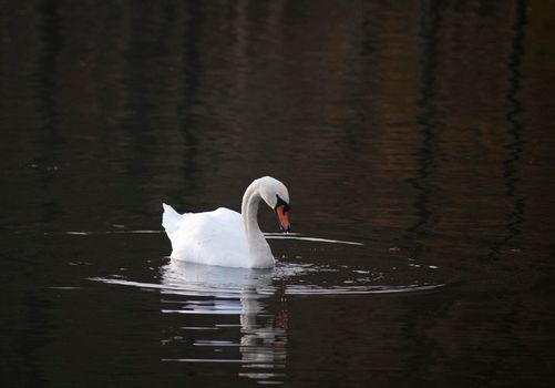 Beautiful white swan swimming on dark lake water with a reflection