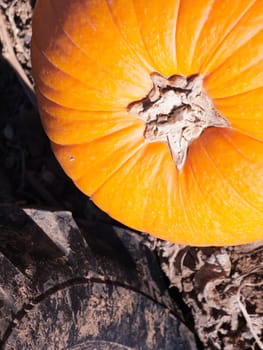 Field of ripe pumpkins on a sunny day.