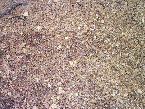 Full Frame Nature Abstract Background of Forest Floor Covered in Brown Leaves and Pine Needles, Ideal for Copy Space