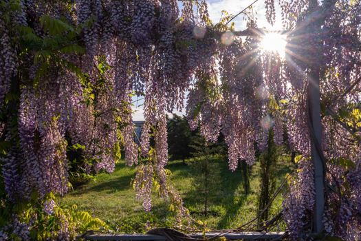 Close up view of beautiful purple wisteria blossoms hanging down from a trellis in a garden with sunlight shining from above through the branches on a sunny spring day