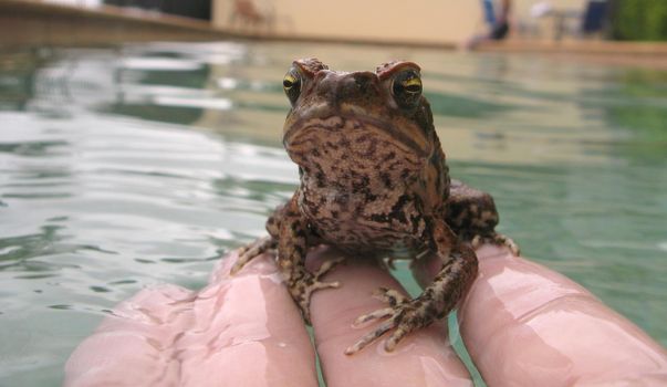 cane toad - Bufo marinus, native to central and south america, introduced to australia to control native cane beetles