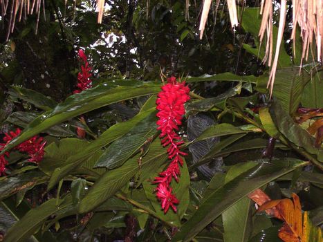 red tropical bloom in the central american rainforest