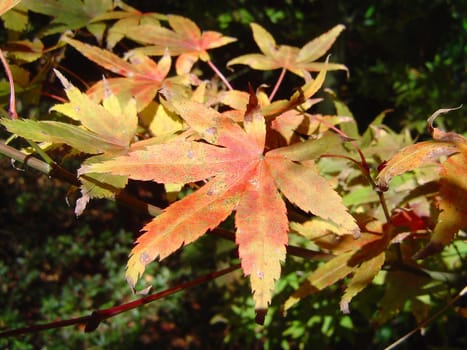 red and golden fall leaves