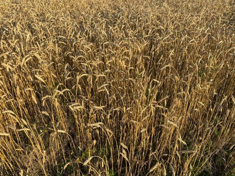 Panoramic view of the golden wheat field in summer. Wheat field on a sunny day.