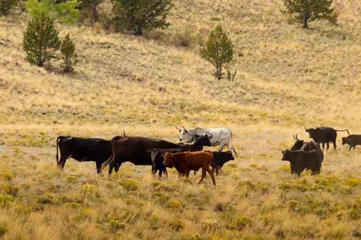 Cattle on the open range in Colorado.