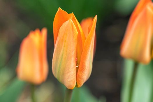 tulips in the garden on a beautiful background close-up. High quality photo