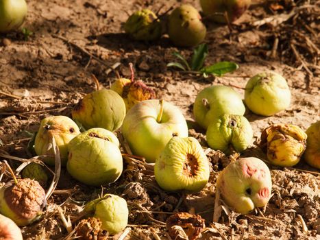 Rotten apples on the ground.