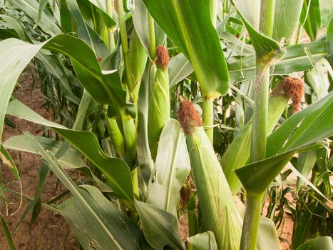 Corn field