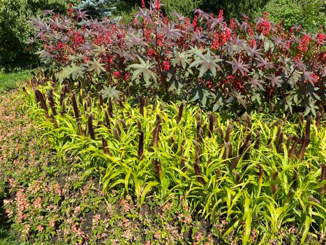 Castor oil plant. Spiny fruit of castor oil plant.