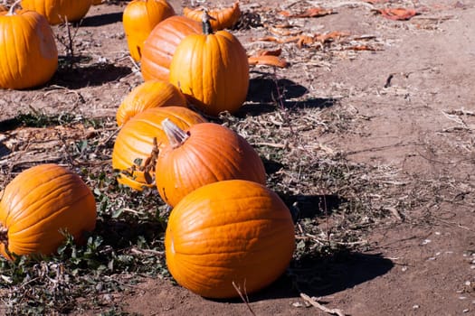 Field of ripe pumpkins on a sunny day.