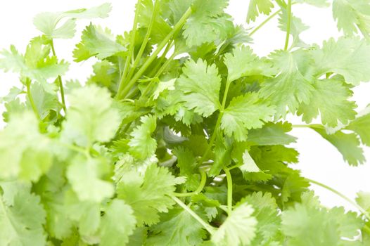 Bunch of fresh coriander leaves, an aromatic herb used as a garnish and seasoning in cooking