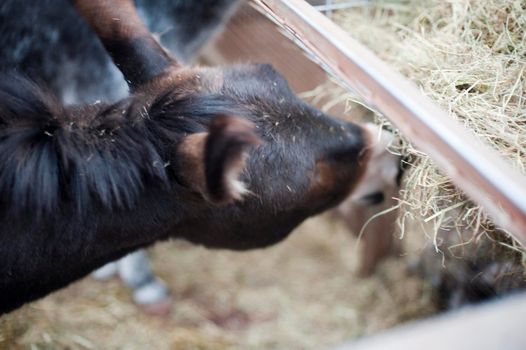 Young donkey eating hay from a wall mounted feeder on a farm