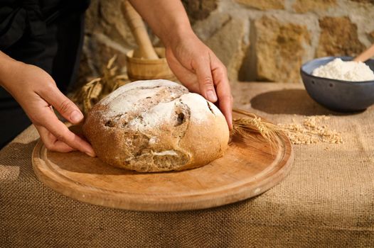 Details: hands on a warm traditional homemade whole grain sourdough wheaten bread, spikelets of wheat on a wooden board, on a table with burlap tablecloth with scattered grains and bowl of white flour