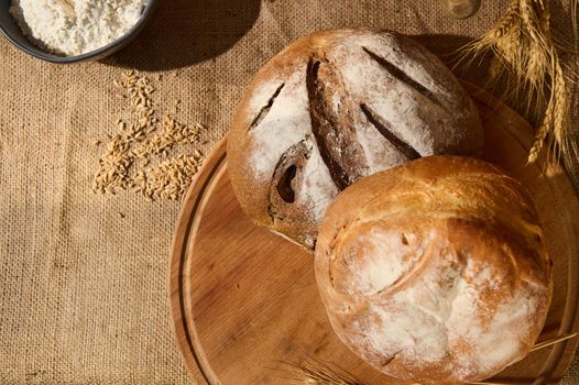 Top view. Loaves of fresh homemade bread on a wooden board with scattered grains and wheat spikelets on a burlap tablecloth. Still life with wholesome bakery, enriched in dietary fiber. Copy ad space