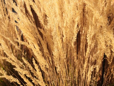 Feather reed grass.