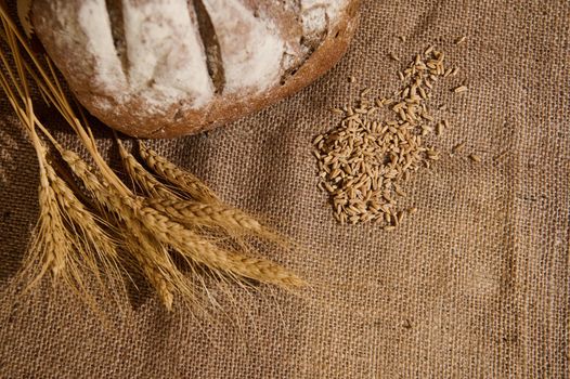 Still life with wheat ears, partial view of a homemade whole grain sourdough bread and cereal grains scattered on a burlap tablecloth. Copy space. Concept of healthy wholesome bakery enriched in fiber