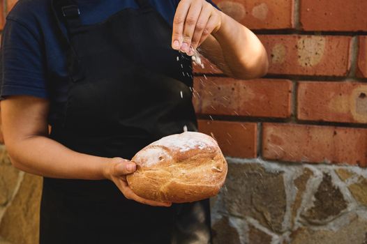 Cropped view of a baker on black chef's apron sprinkling white flour on a loaf of fresh baked homemade whole grain sourdough wheaten bread, enriched in dietary fiber, standing against red brick wall