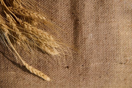 Selective focus on spikelets of wheat, ears of wheat on the surface of burlap tablecloth or sackcloth with advertising copy space. Harvest, farming, agriculture, agribusiness, satiety, baking concept