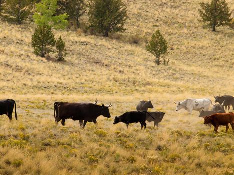 Cattle on the open range in Colorado.