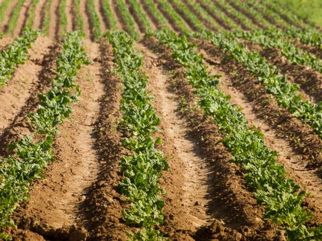 Field of beets.