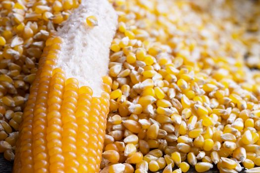 Popcorn on the cob with kernels partially removed lying in pile of kernels.