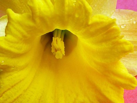 Macro view of vivid yellow daffodil flower with yellow stamens, placed on pink background
