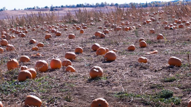 Field of ripe pumpkins on a sunny day.
