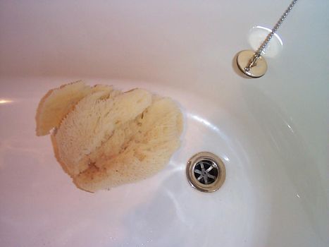 an empty bath witha natural sponge in it for scrubbing clean