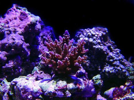 an array of different coloured tropical corals