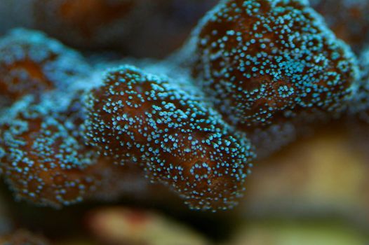 a vivid cyan display of colorful soft coral polyps