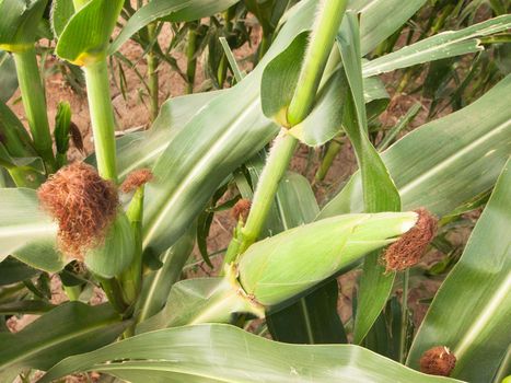 Corn field