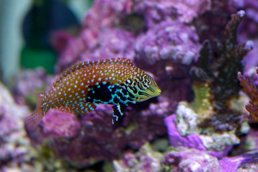 colourful saltwater tropical fish