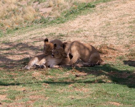 a pride of playful lions under the shade of a tree