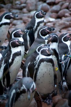 Group of humbolt penguins from South America, a flightless aquatic bird with flippers and distinctive black and white markings