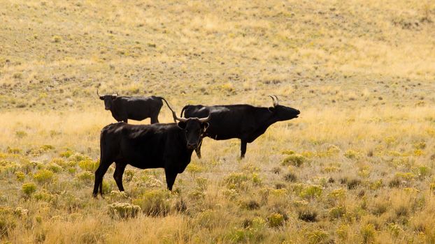 Cattle on the open range in Colorado.