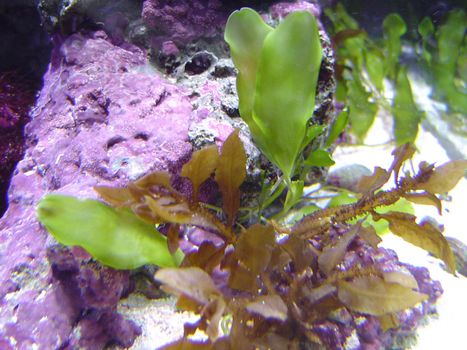 green aquarium plants and corals