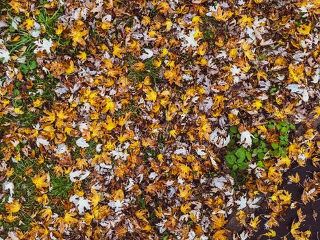 Fall season, weather and environment concept - Autumn leaves and trees, nature background