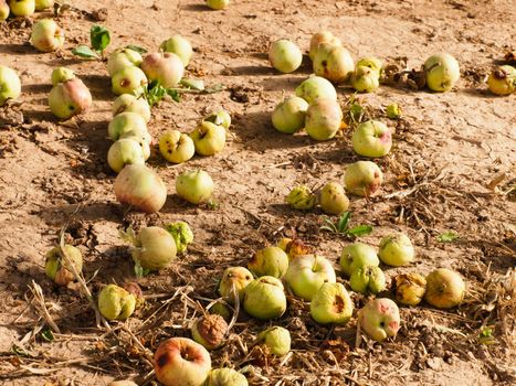 Rotten apples on the ground.