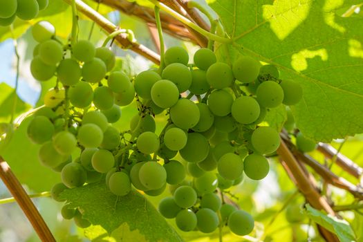 young green bunches of grapes on vines. photo