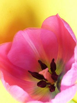 Looking inside the petals of a fresh spring pink tulip flower with close up focus to the stamens, pistils and anthers