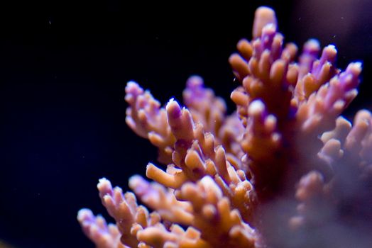 colourful purple and blue display of juvenile staghorn corals