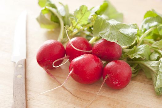 Bunch of fresh crispy red radishes with leaves lying on a kitchen table alongside a knife